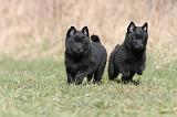 SCHIPPERKE 367